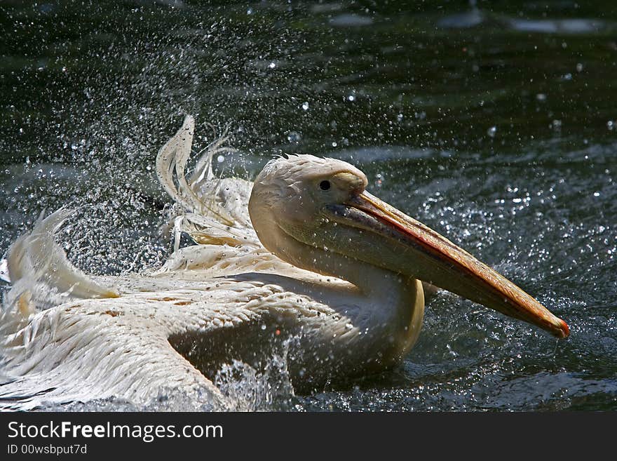 Pelican taking a wild refreshing