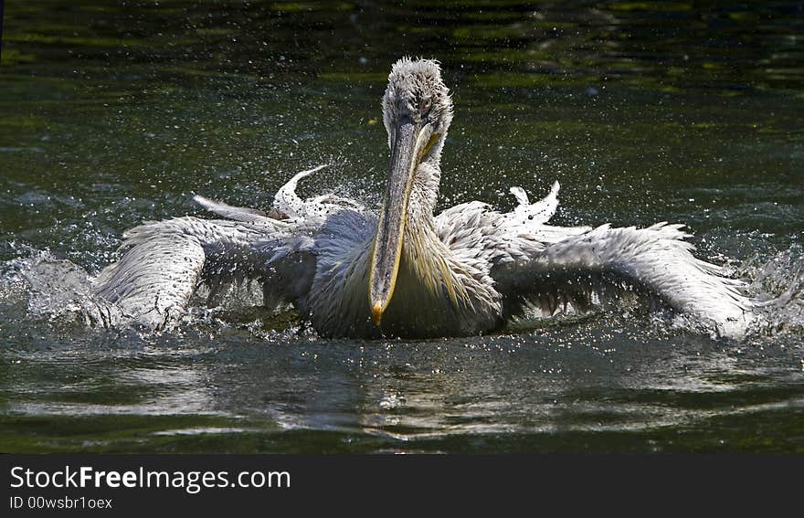 Pelican taking a wild refreshing