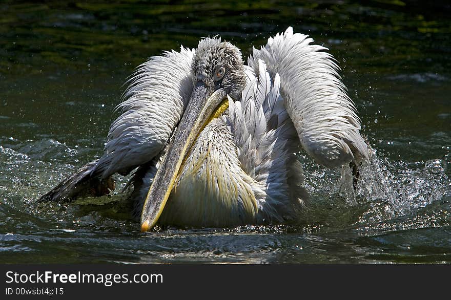 Pelican taking a wild refreshing