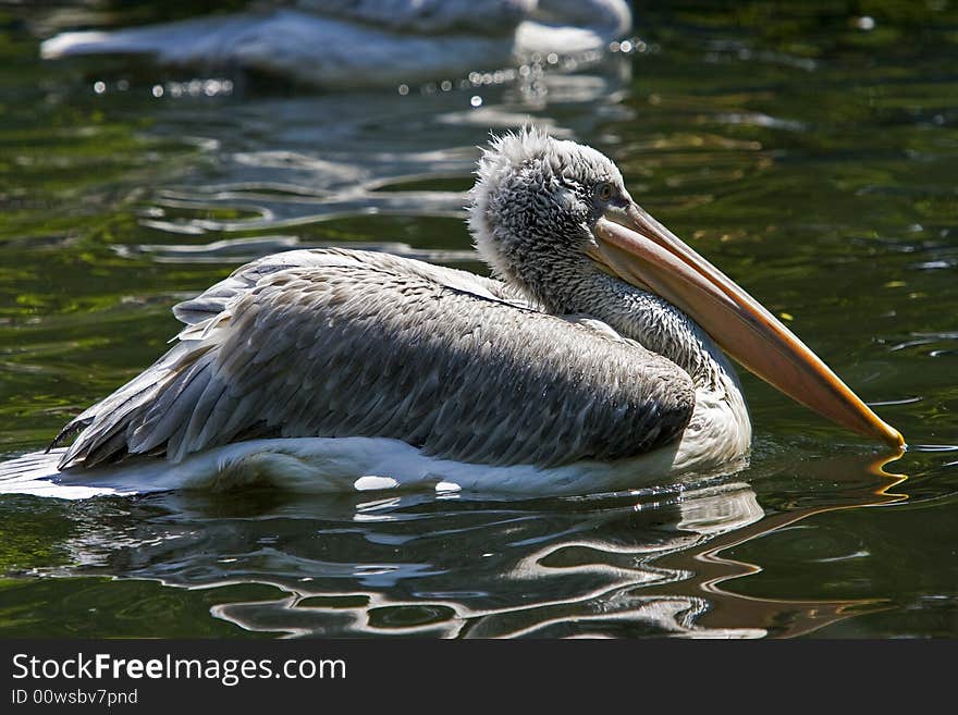 Pelican taking a wild refreshing