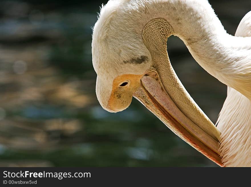 Pelican taking a wild refreshing