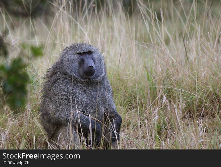 I took this picture of baboon on my trip to Kenya ,Masai Mara.