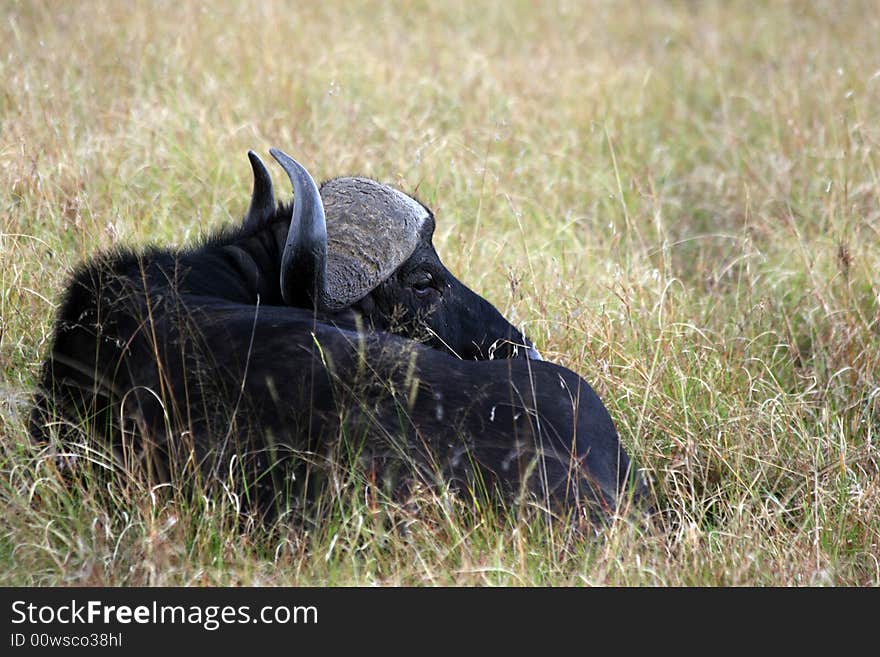 I took this photo on my trip to Kenya Masai Mara. I took this photo on my trip to Kenya Masai Mara.