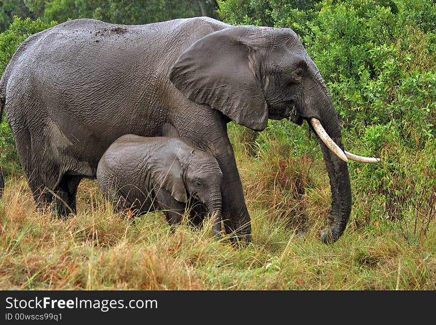 I took this photo on my trip to Kenya Masai Mara. I took this photo on my trip to Kenya Masai Mara.