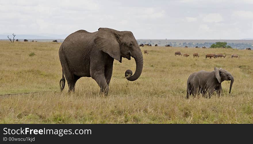 I took this photo on my trip to Kenya Masai Mara. I took this photo on my trip to Kenya Masai Mara.