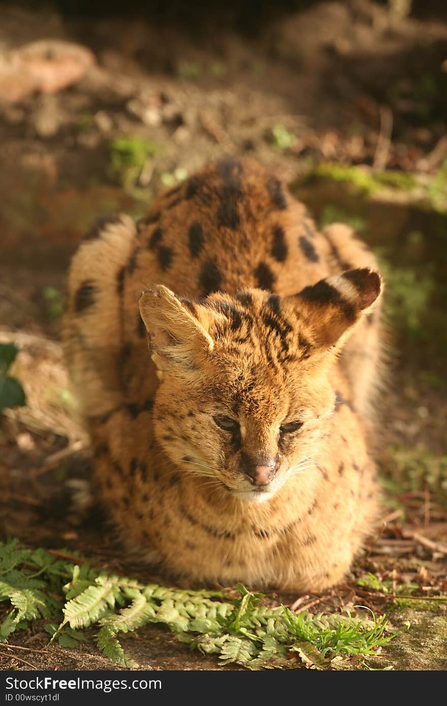 Serval