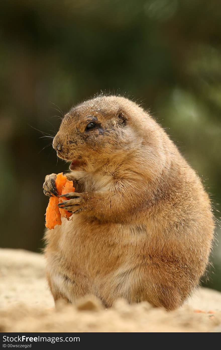 Cute little prairie-dog eating carrot