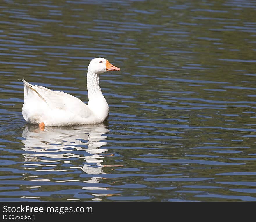 White Goose in Lake