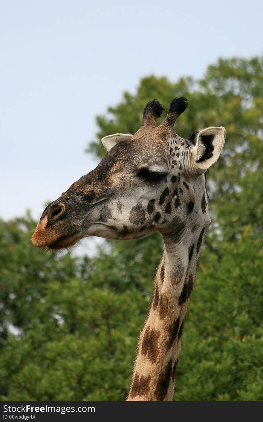 I took this photo on my trip to Kenya Masai Mara. I took this photo on my trip to Kenya Masai Mara.