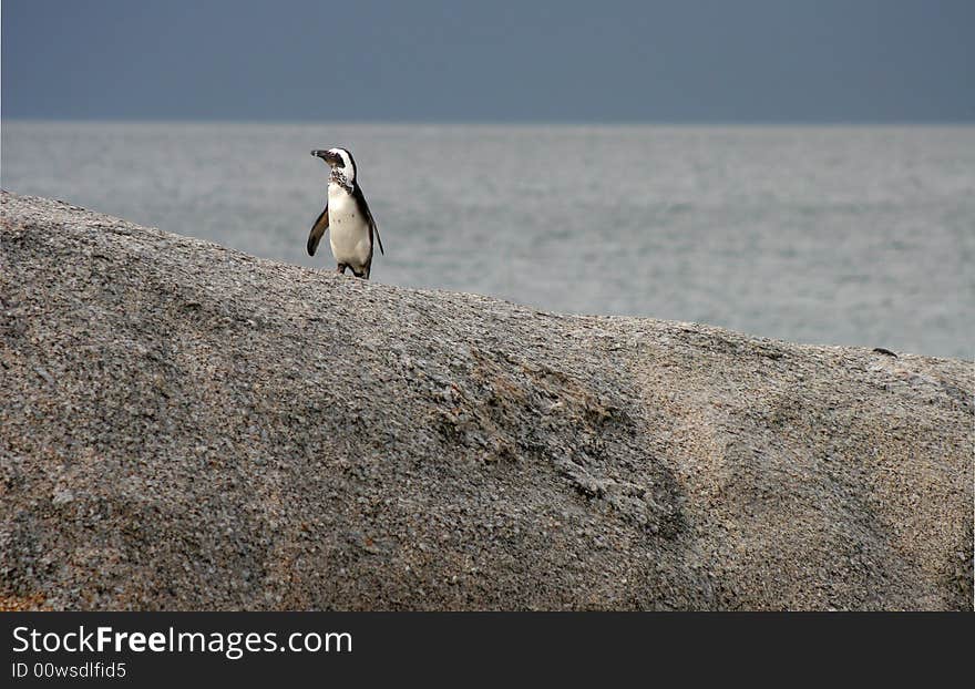 African penguin, Simon's Town, South Africa, looking for its mates. African penguin, Simon's Town, South Africa, looking for its mates.