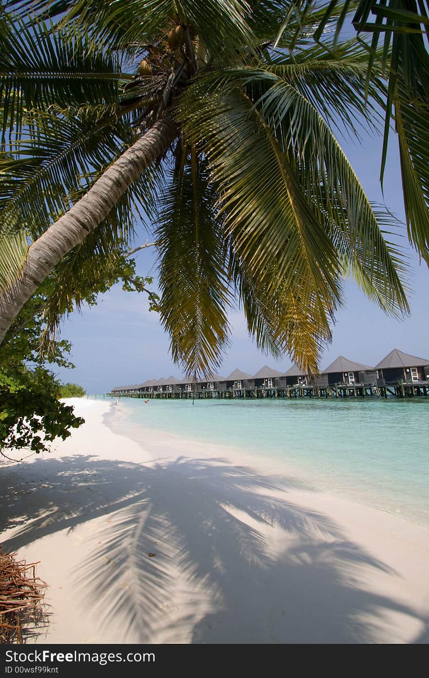 Coconut palms on the morning ocean beach. Water bungalos on the background. Coconut palms on the morning ocean beach. Water bungalos on the background