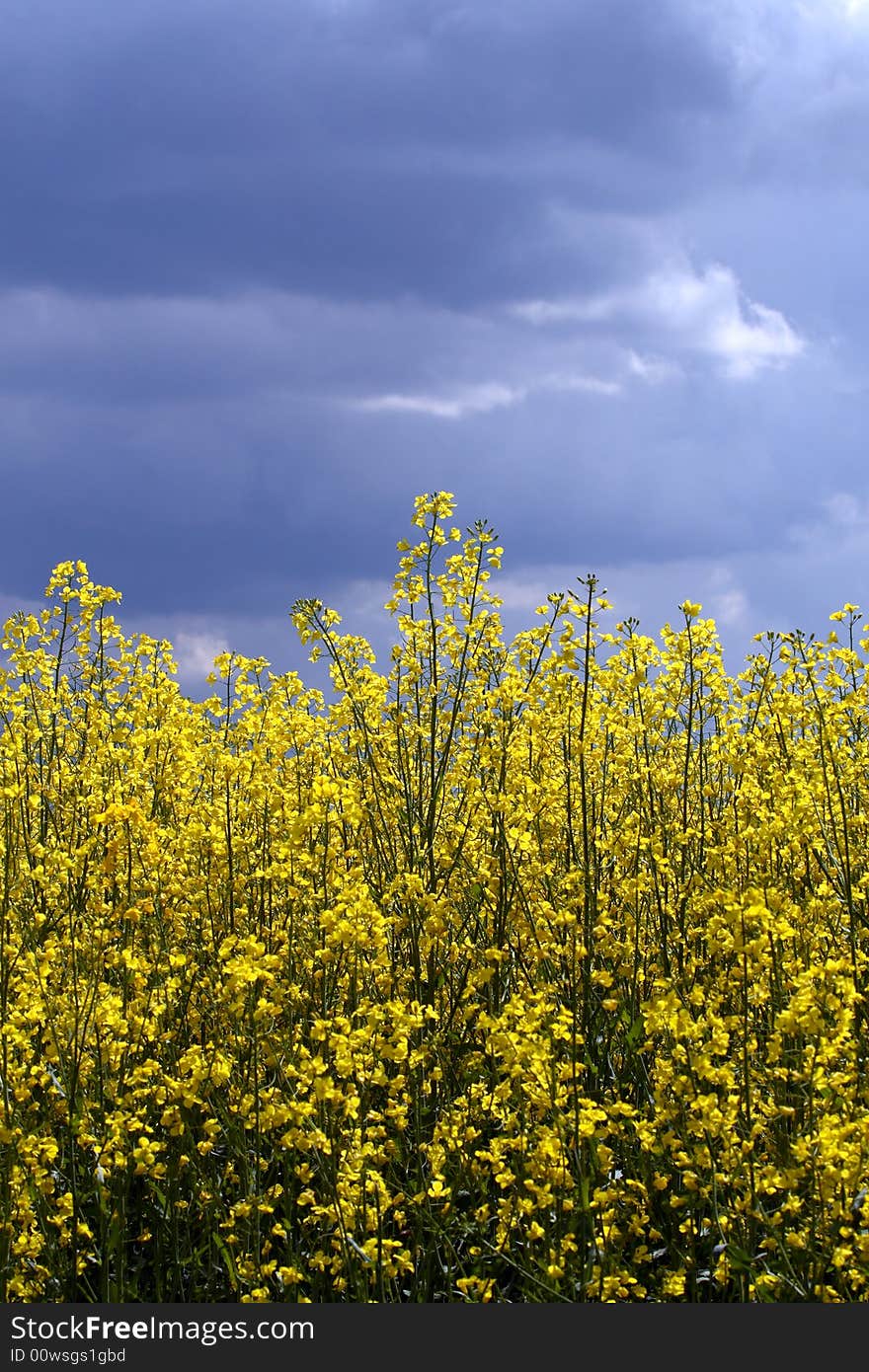 Rape field at a sunny day