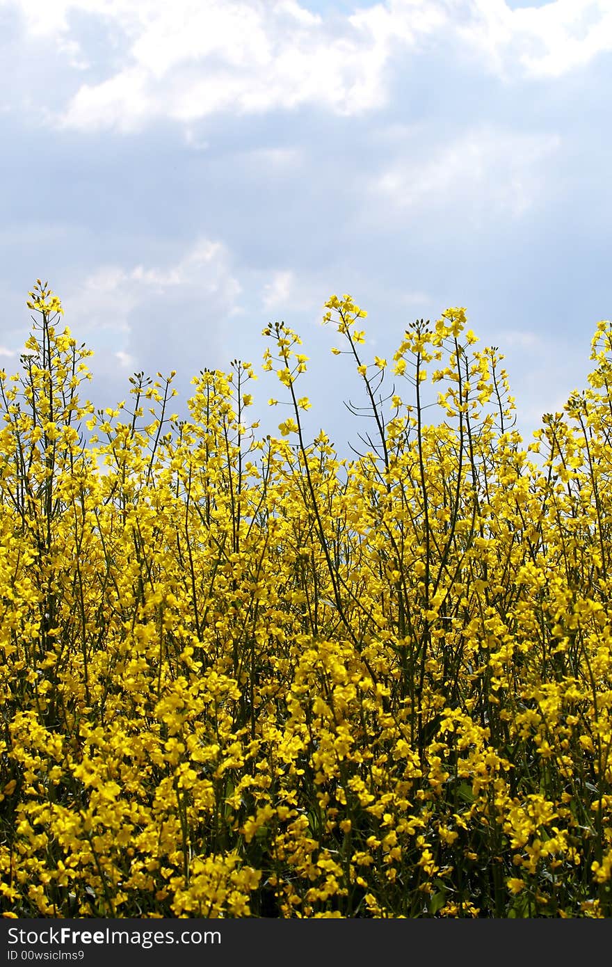 Rape field at a sunny day