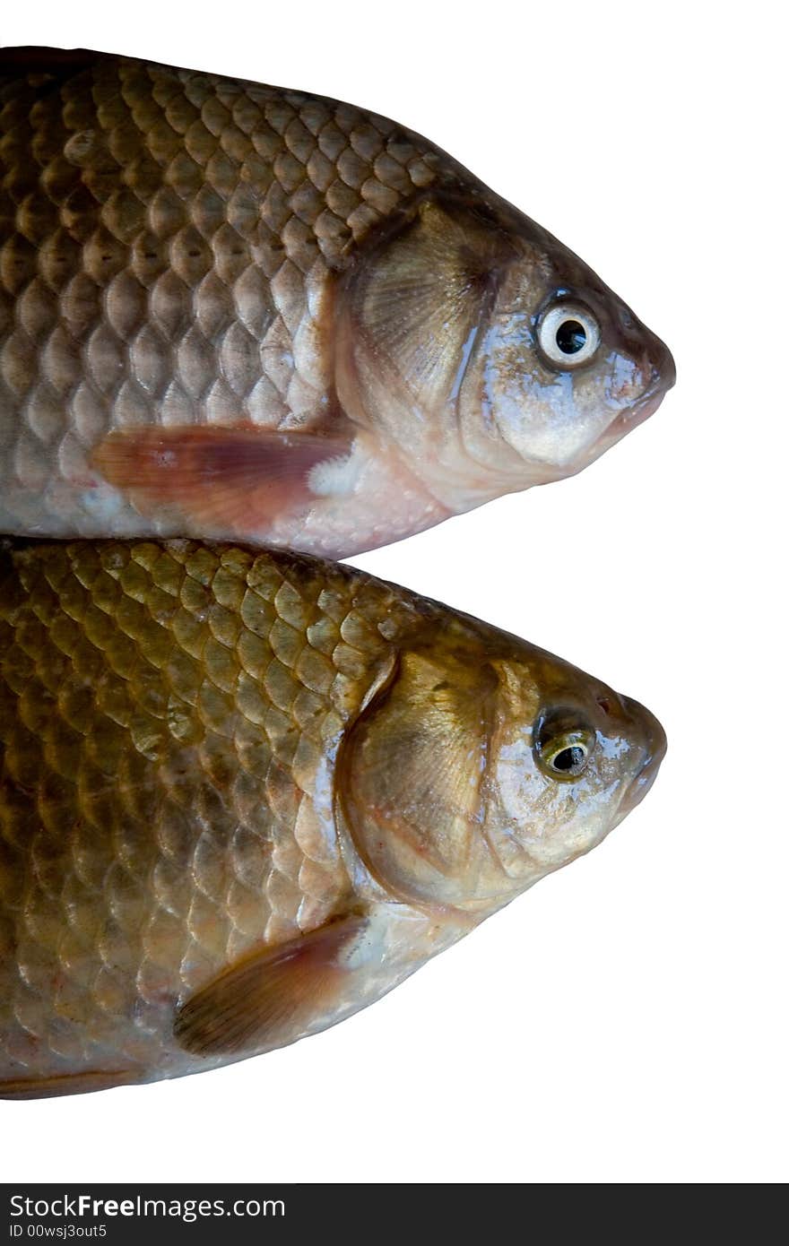 Two fishes isolated on a white background