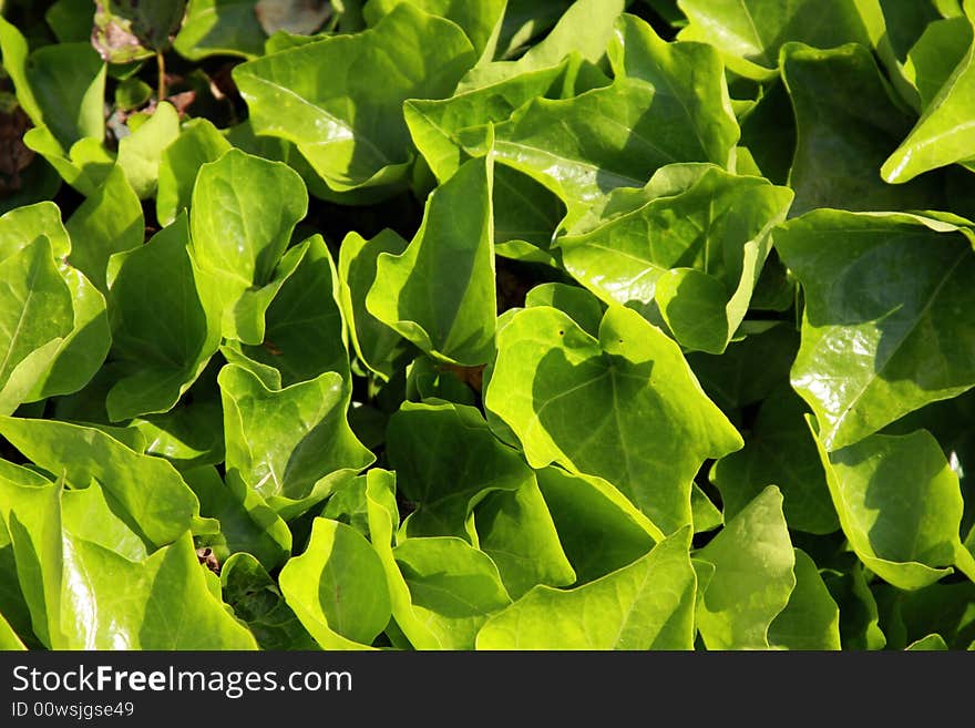 Green Leafs