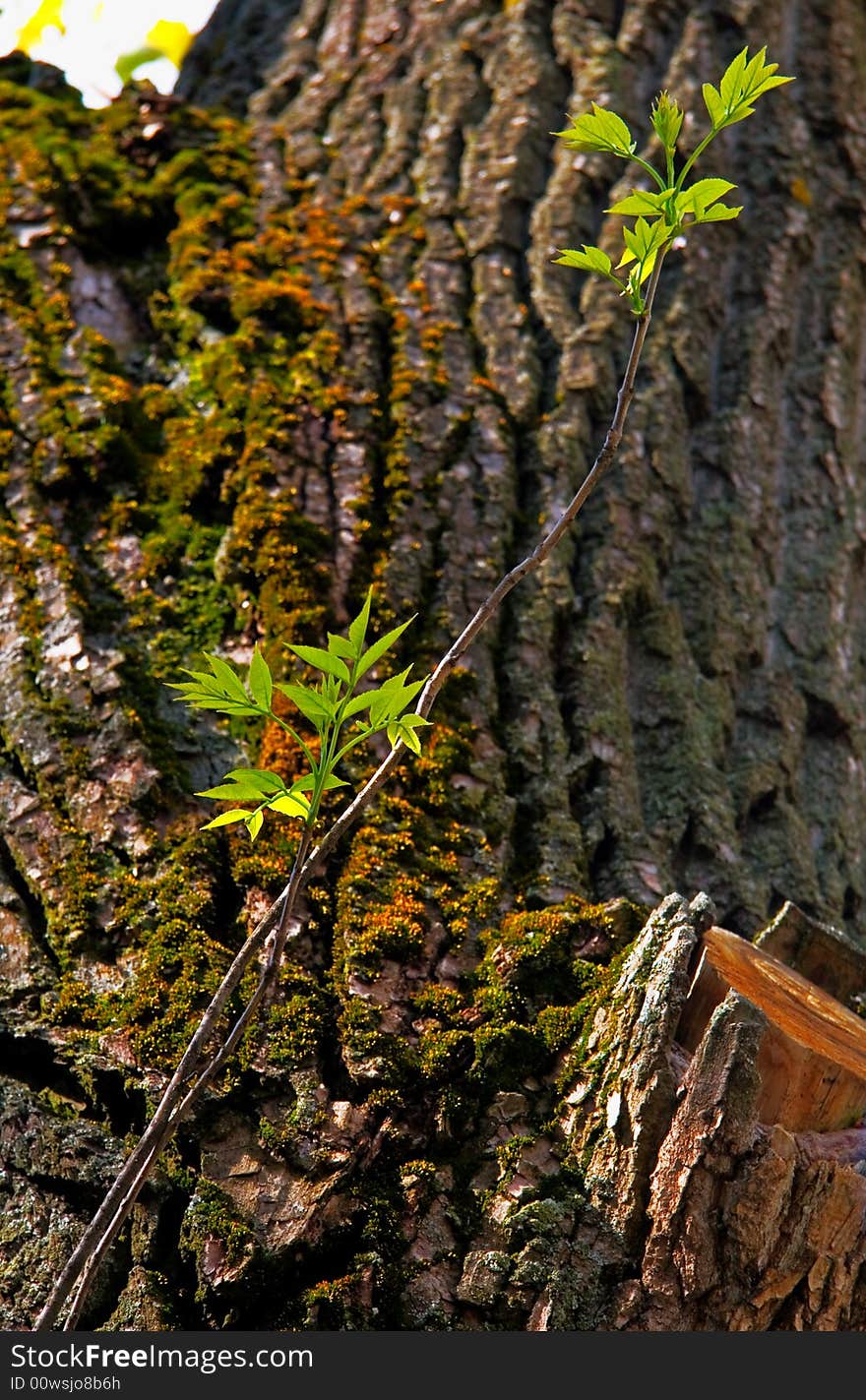 Fresh young spring branches with leaves on a background of an old tree. Fresh young spring branches with leaves on a background of an old tree