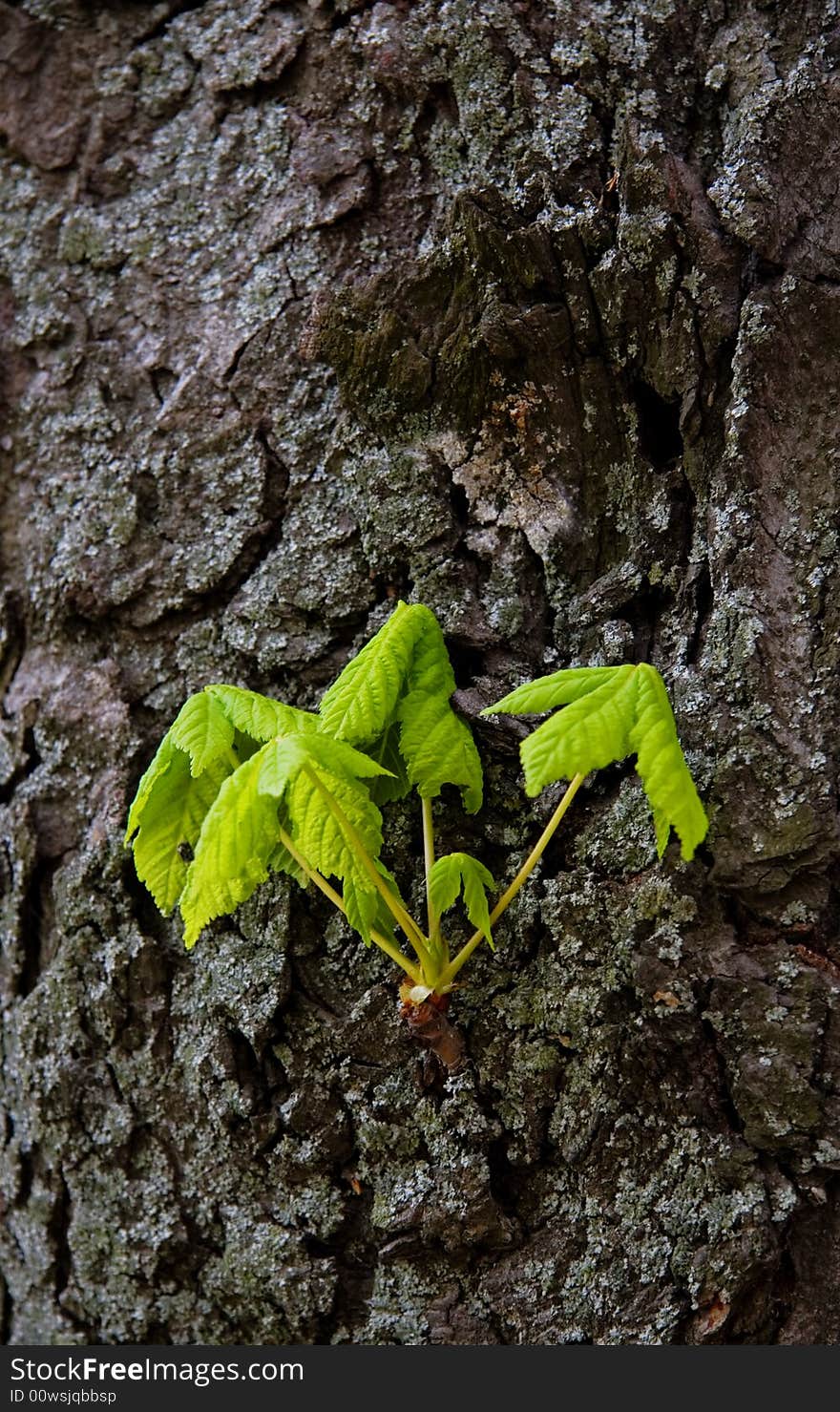 Branch With Young  Leaves