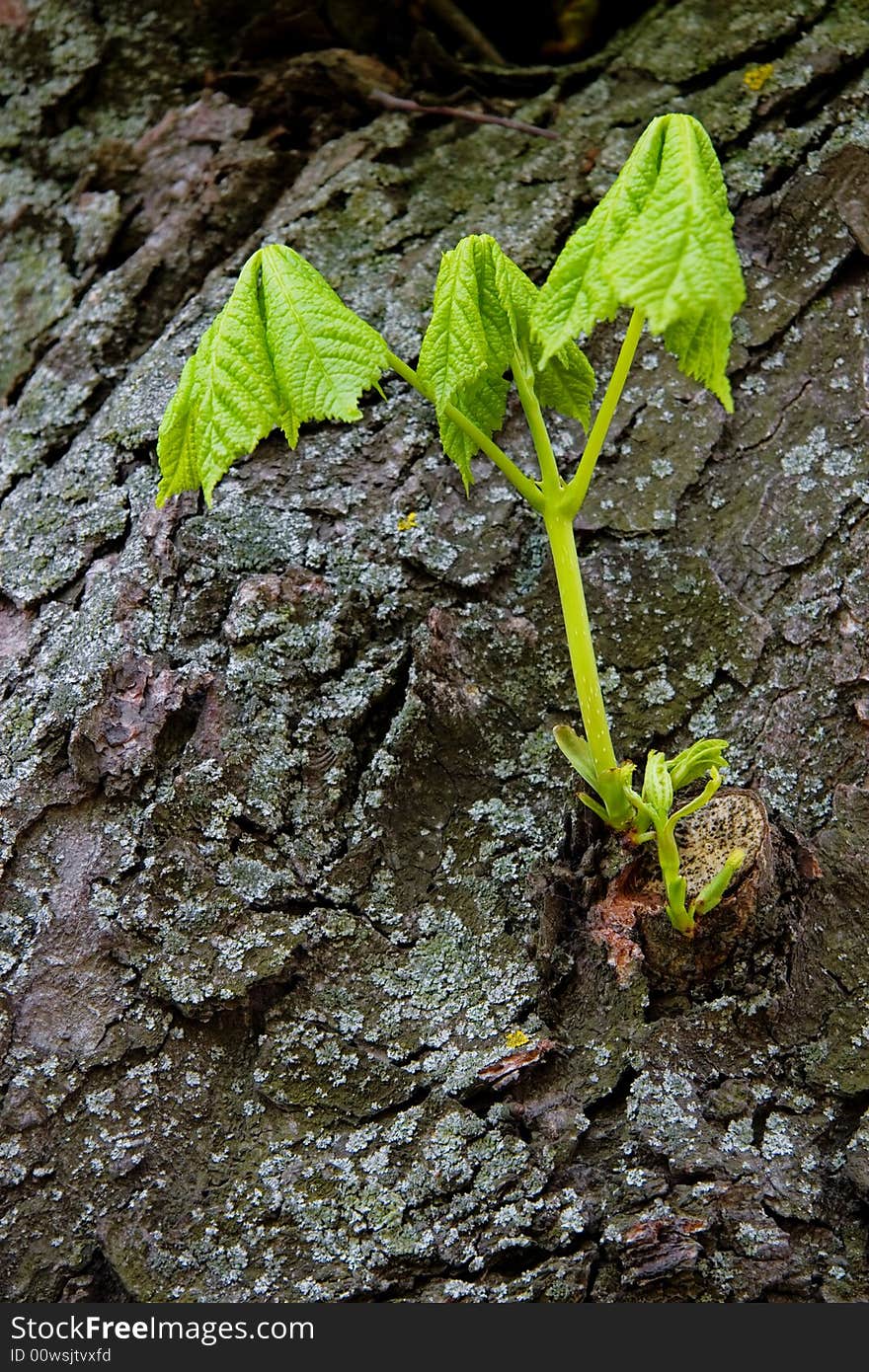 Branch With Young  Leaves