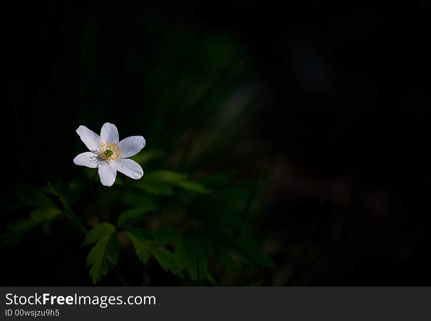 Beautiful single White Flower on a dark green backgound. Beautiful single White Flower on a dark green backgound