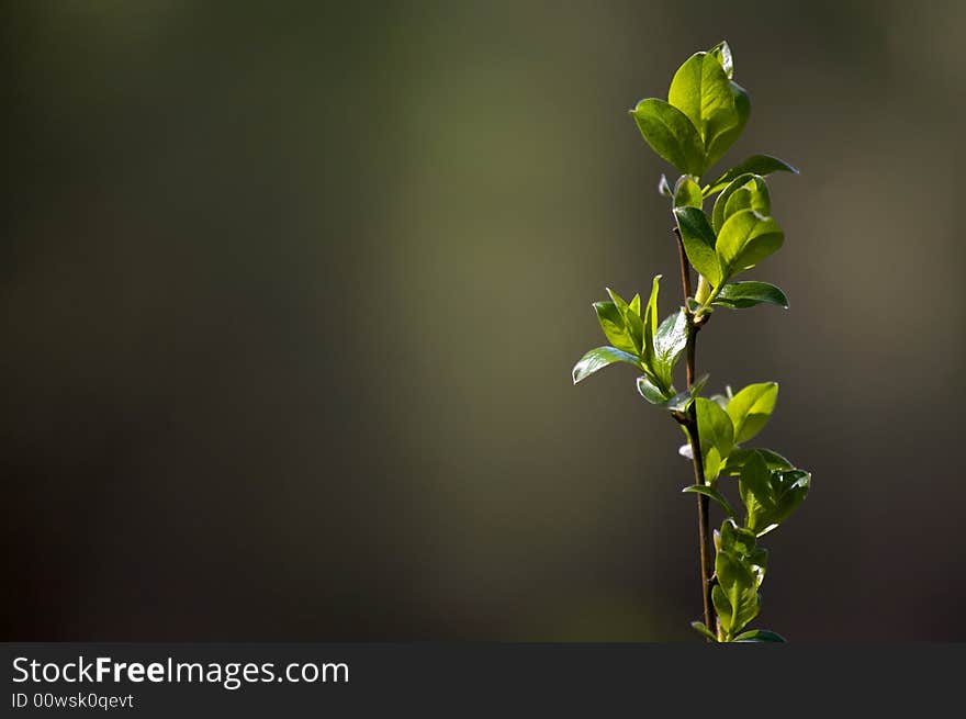 Spring branch