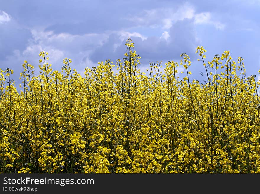 Rape field at a sunny day - summer in Poland