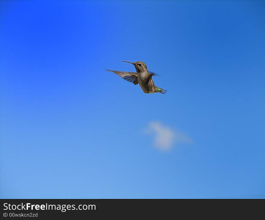 Anna\'s humming bird in mid flight. Anna\'s humming bird in mid flight