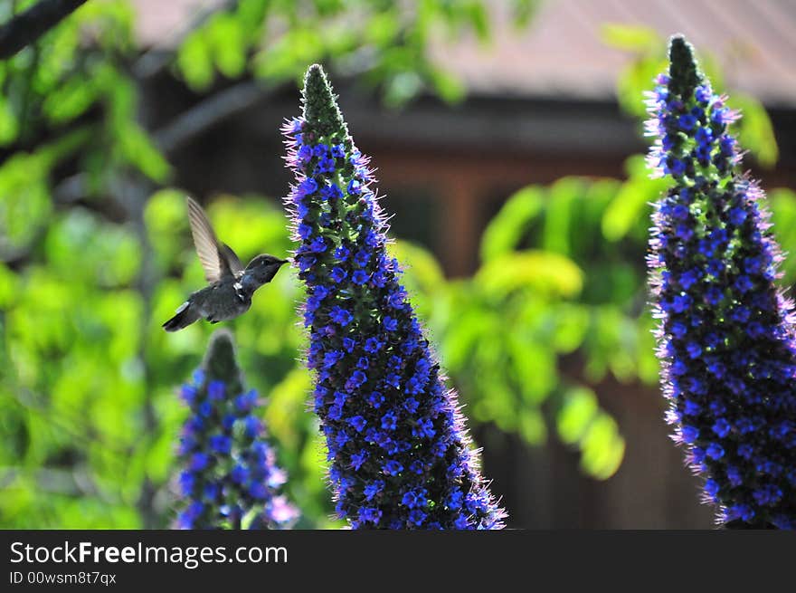 Humming bird drinking out of blue flower. Humming bird drinking out of blue flower