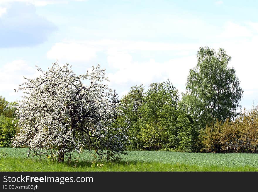 Tree with blue sky in background - Poland. Tree with blue sky in background - Poland