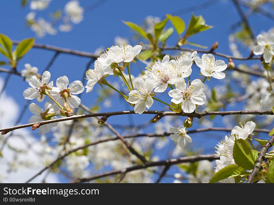 Cherry Tree