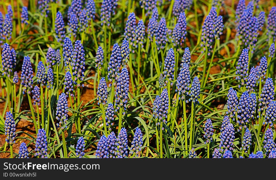 Floral background with blue flowers