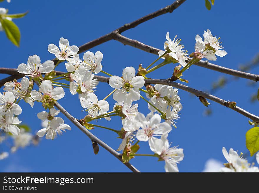 Cherry tree