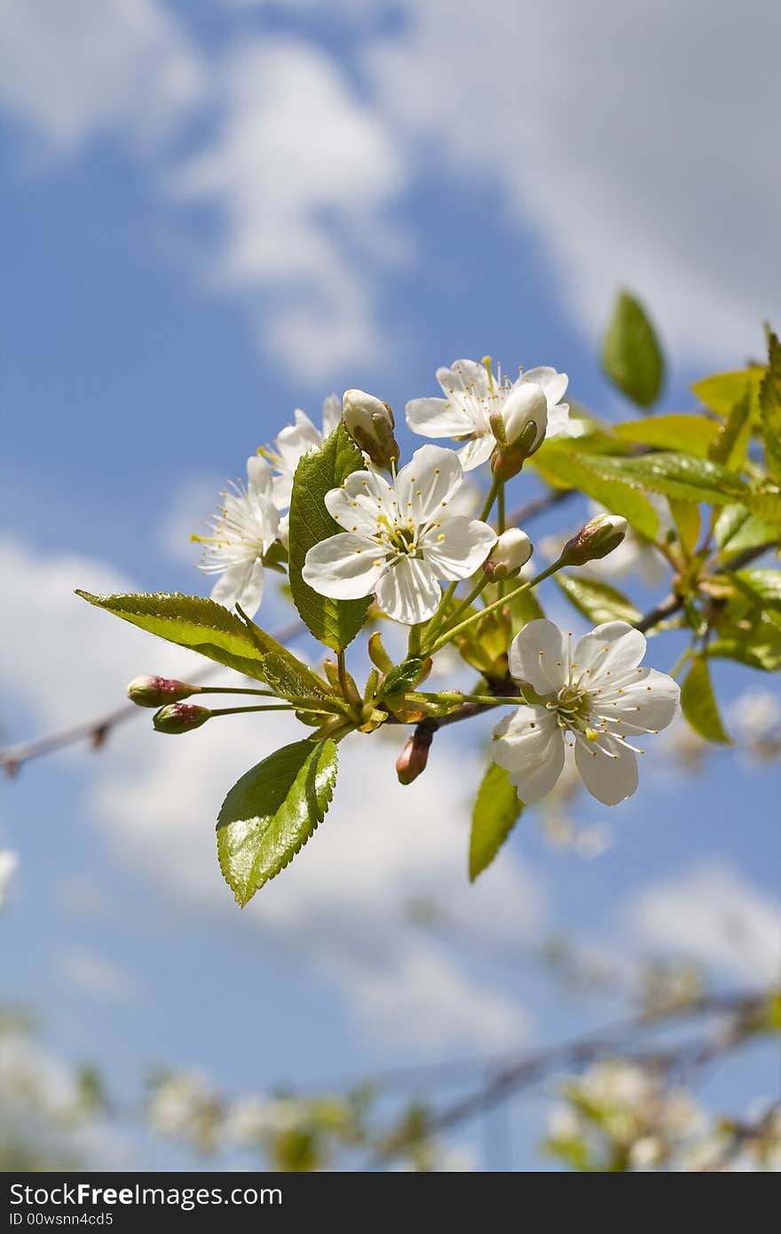 Cherry tree