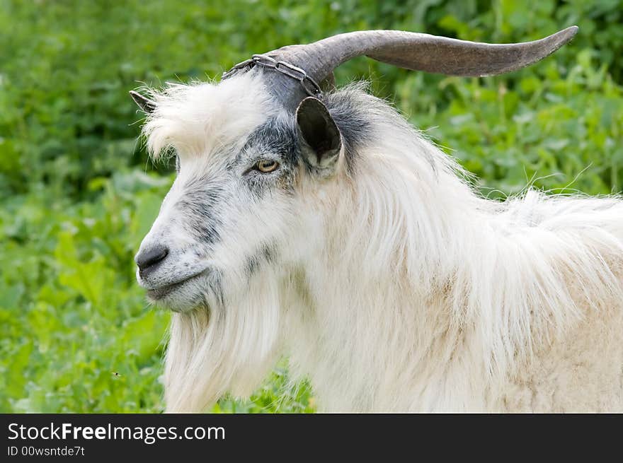 Horned domestic male goat grazing at green lush meadow