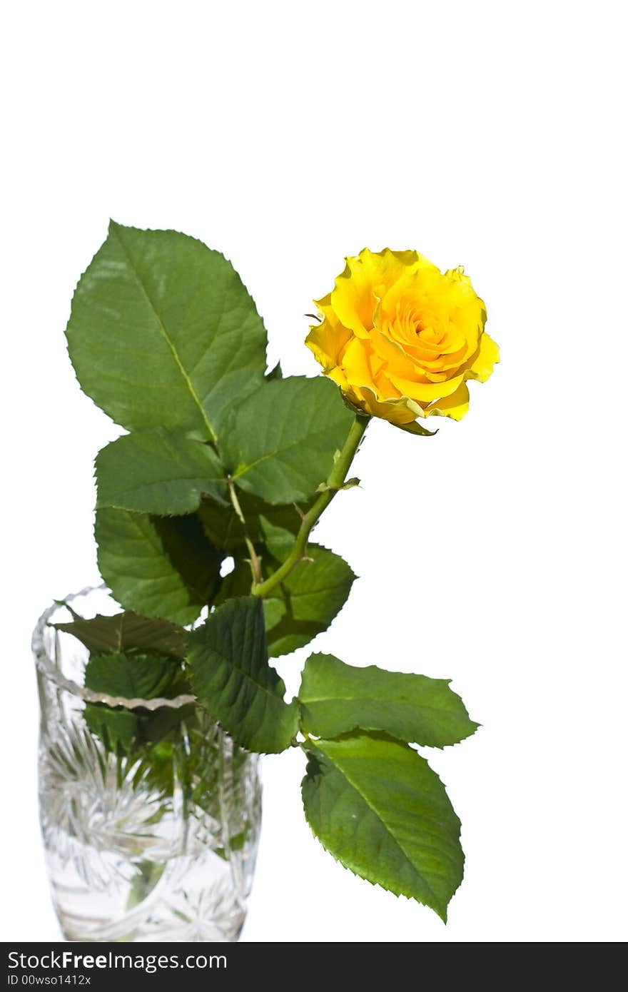 Beautiful yellow rose on a white background with space for copy