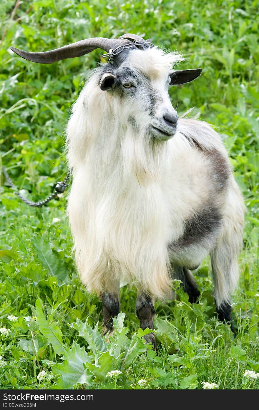 Horned domestic male goat grazing at green lush meadow