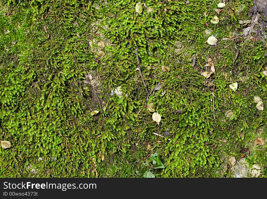 Wet green moss background