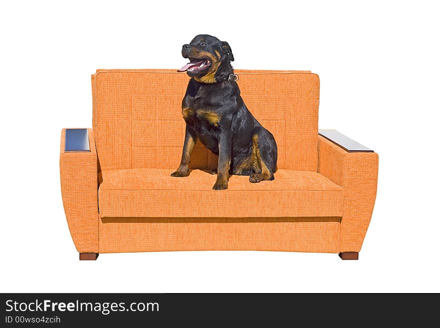 Black dog seating on the sofa. Isolated on a white background