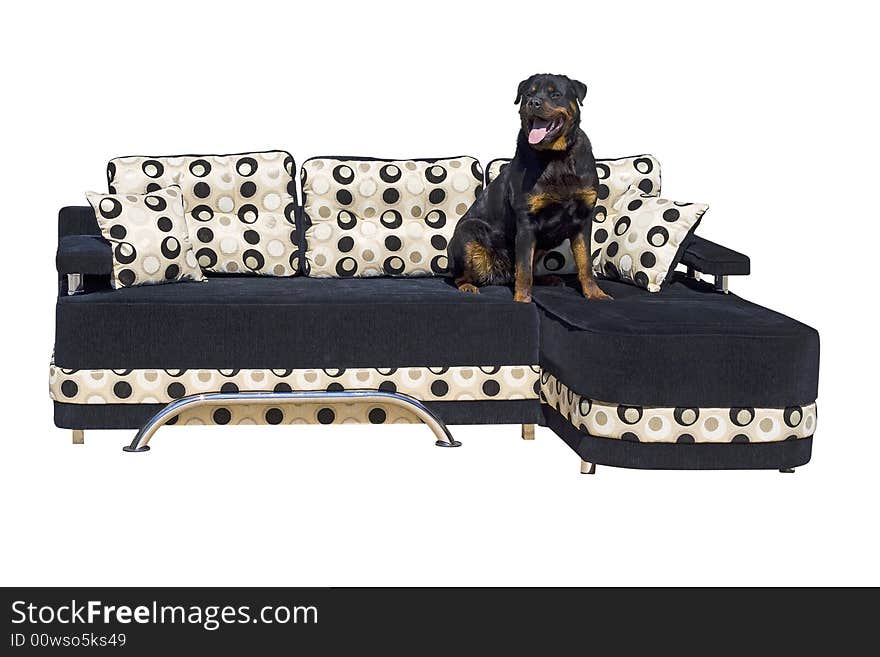 Black dog seating on the sofa. Isolated on a white background