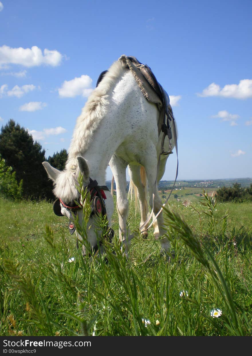 White horse