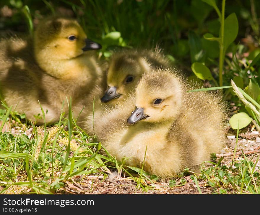 Three Goslings