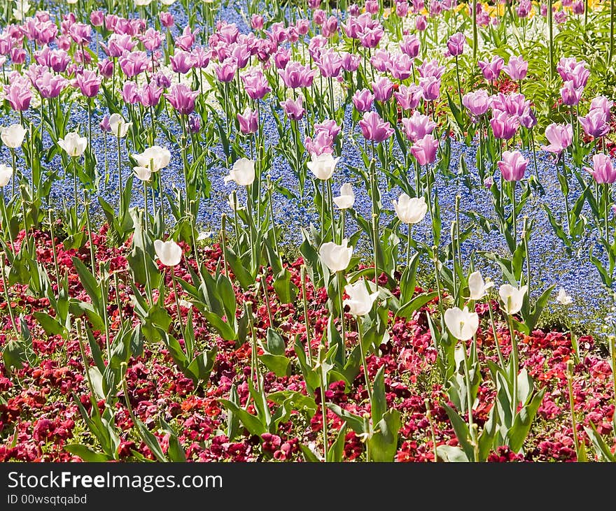 Beautiful tulips bed