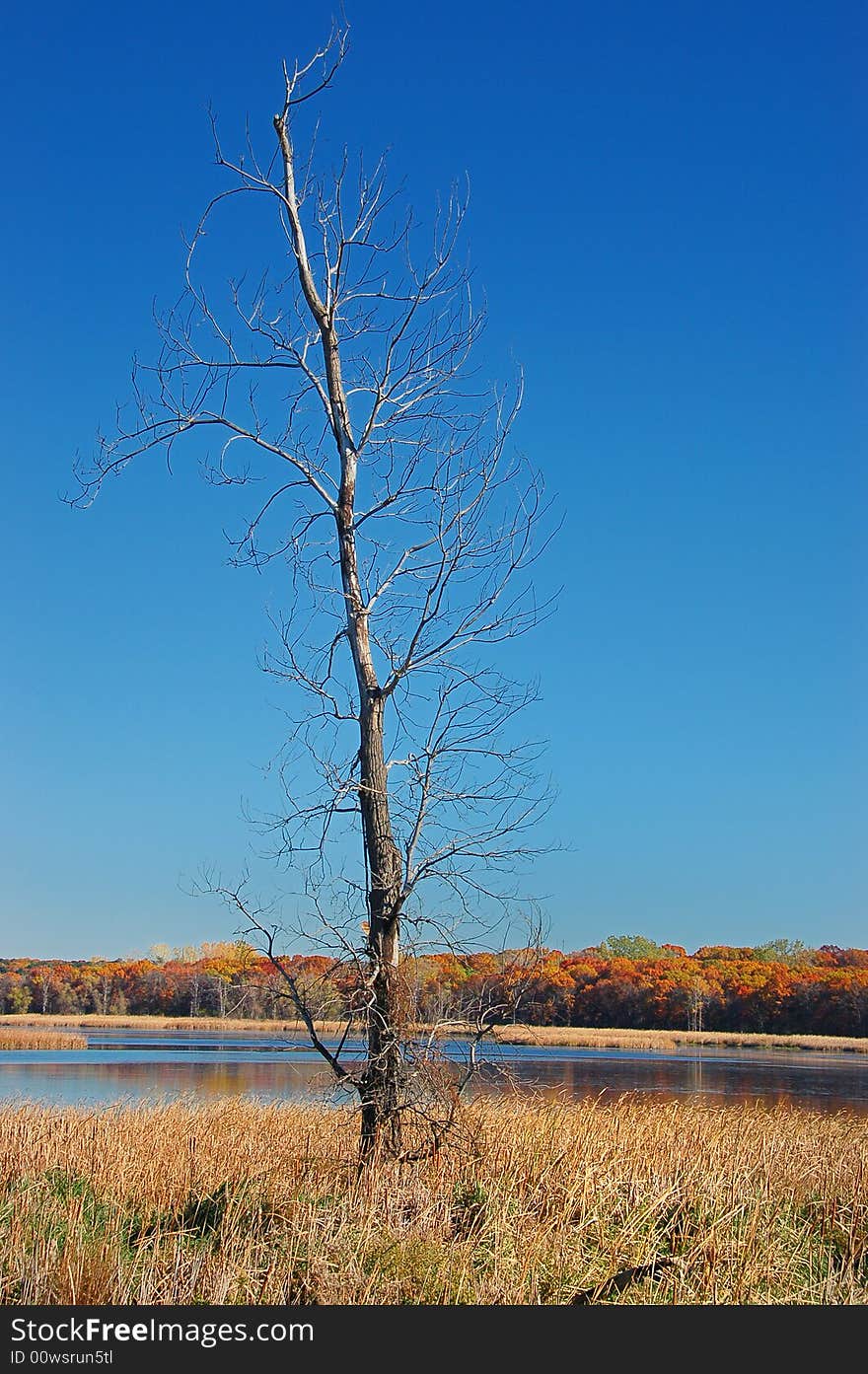 Bare tree raising towards a deep blue sky with fall colors on the background. Bare tree raising towards a deep blue sky with fall colors on the background