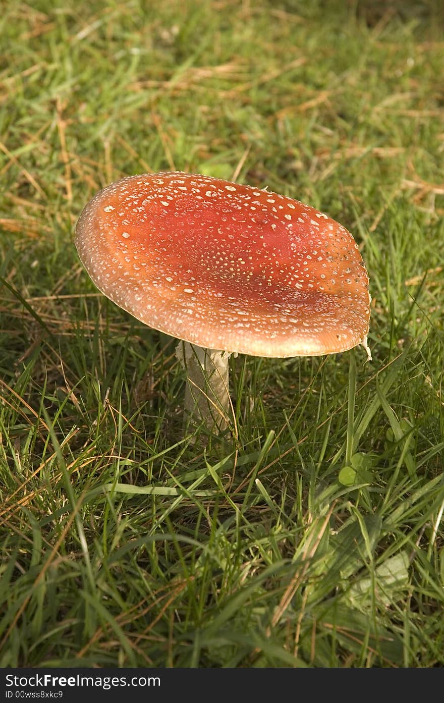 Amanita muscaria a variety of poisonous mushroom with hallucinogenic attributes. Amanita muscaria a variety of poisonous mushroom with hallucinogenic attributes