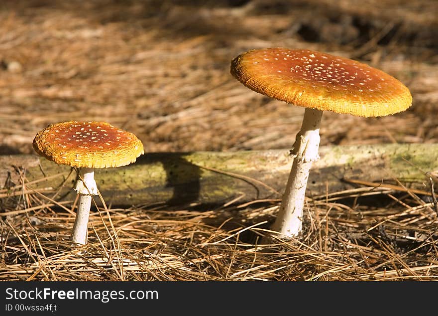 Amanita muscaria a variety of poisonous mushroom with hallucinogenic attributes. Amanita muscaria a variety of poisonous mushroom with hallucinogenic attributes