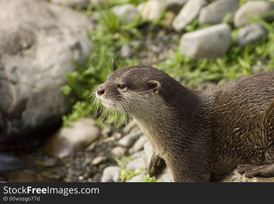 Malasian shortclawed Otter