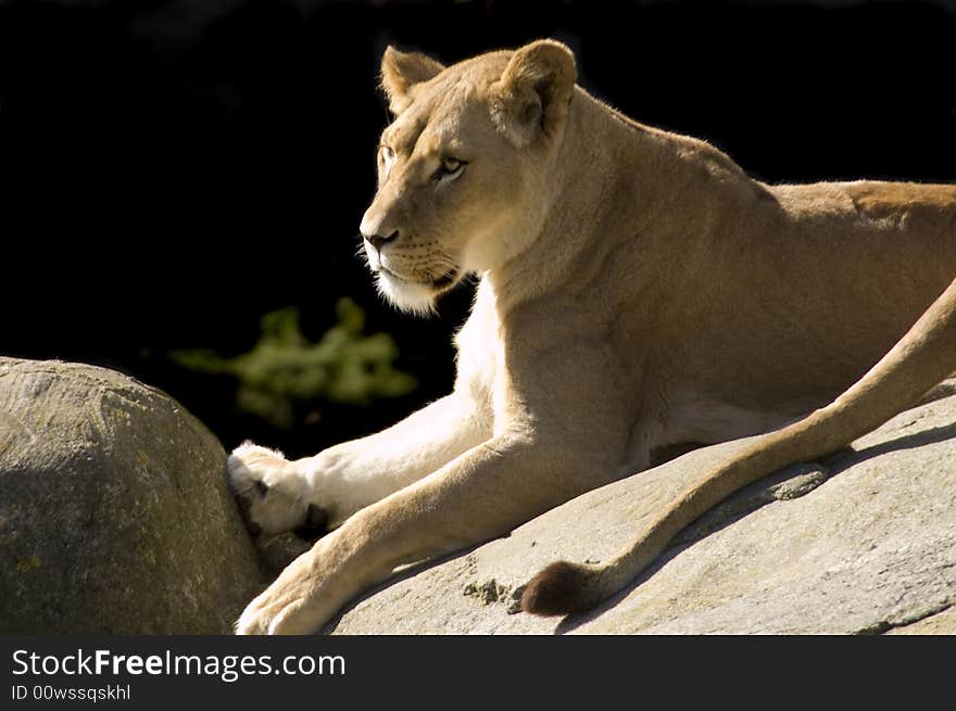 Lioness reclining and watching for game on rock outcrop. Lioness reclining and watching for game on rock outcrop