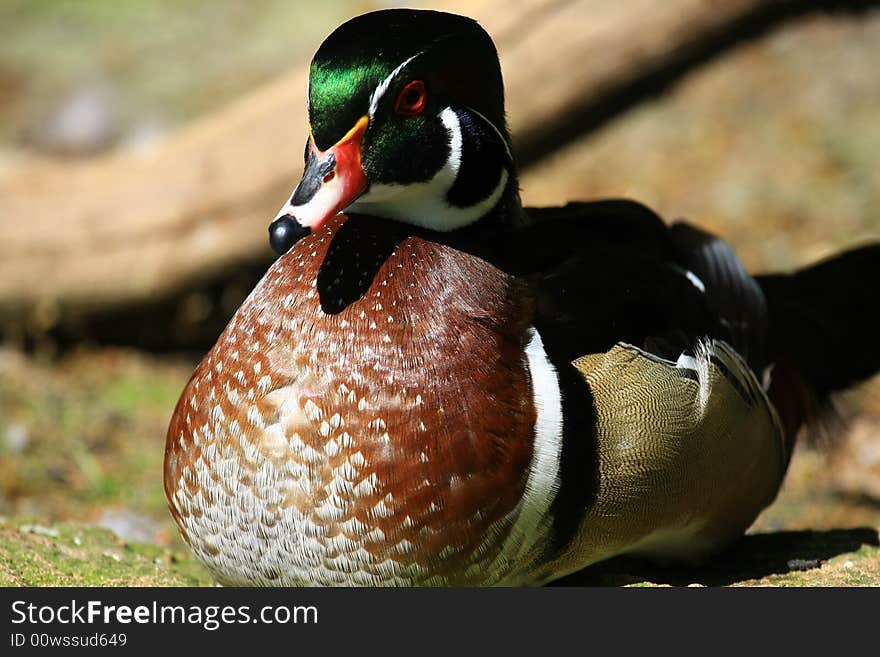 A duck sleeping in the sun