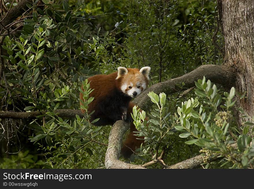 Red Panda (Ailurus fulgens)