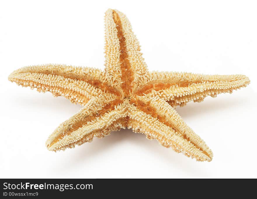 Starfish