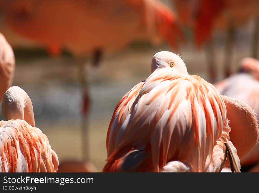 Nice birds in wonderful colors. Nice birds in wonderful colors